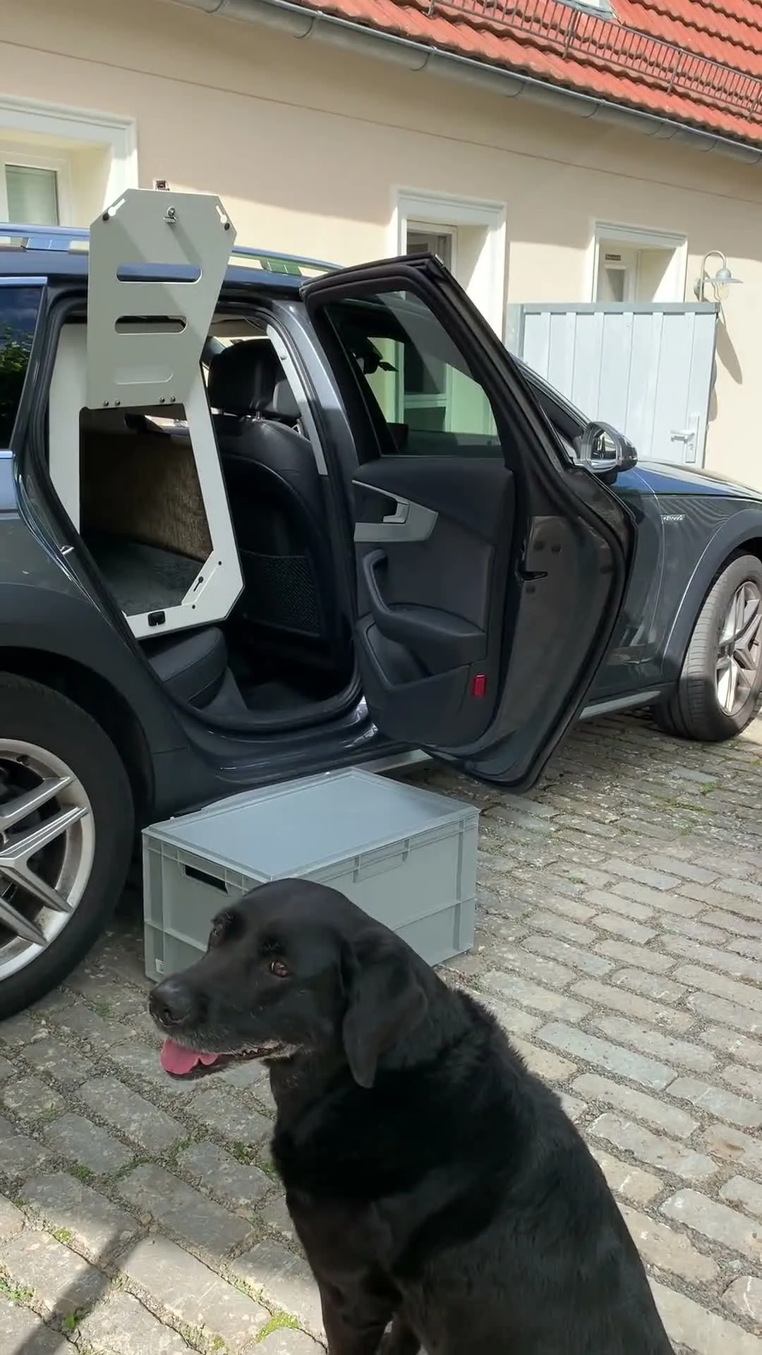 Labrador Bela steigt in die Paulibox auf dem Rücksitz ein — Video