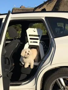 Hund auf dem Rücksitz in der Paulibox