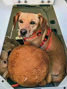 Paulibox Hundebox geöffnete Tür