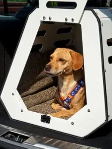 Hund mit Halstuch in der Paulibox