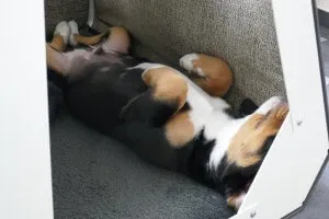 Entspannter Hund in der Paulibox Transportbox