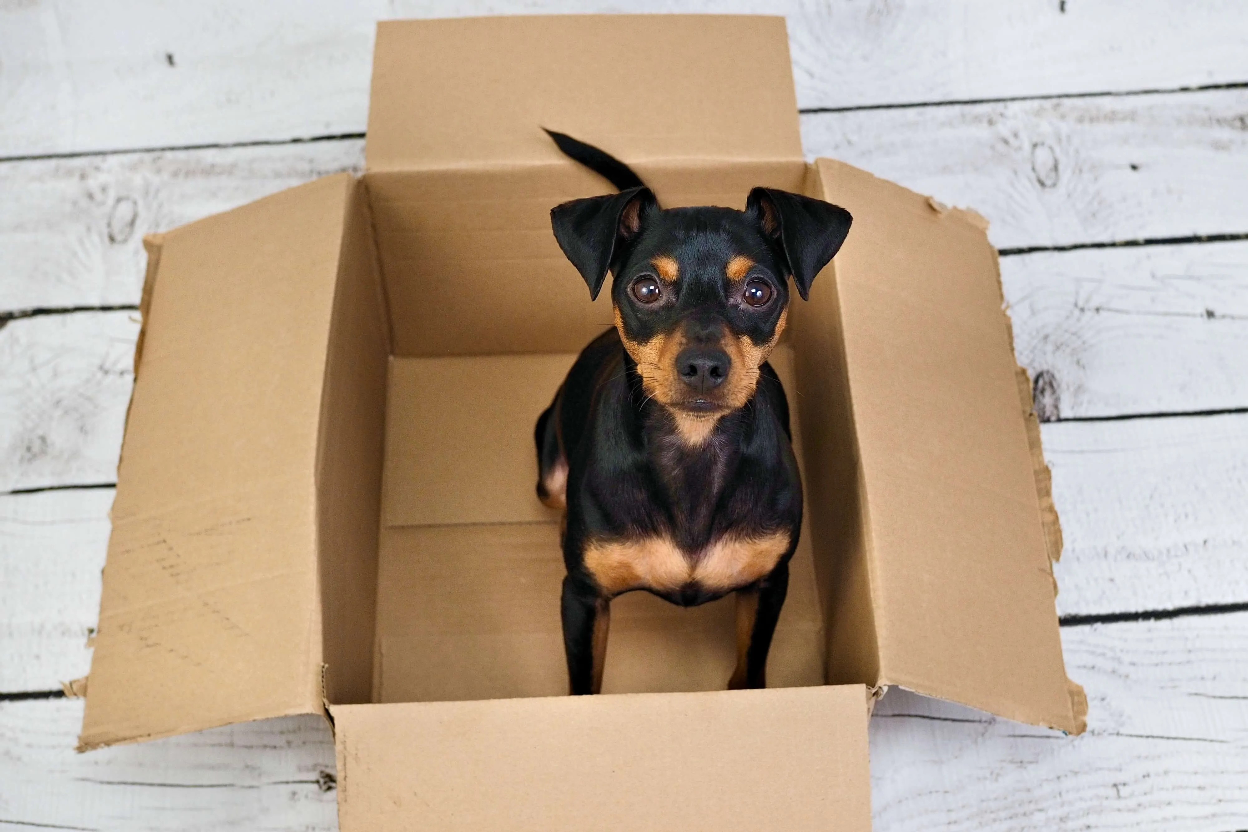 Hund in einem Pappkarton — so fing die Idee zur Paulibox an
