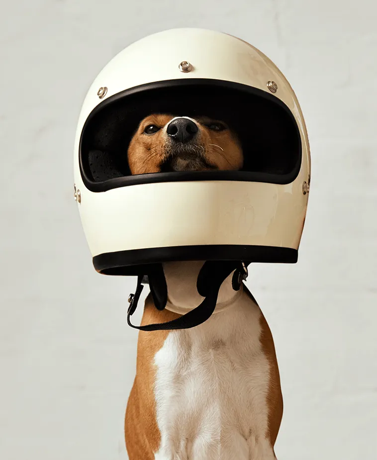 Hund mit Motorradhelm — Symbolbild: so ernst nehmen wir Sicherheit im Auto