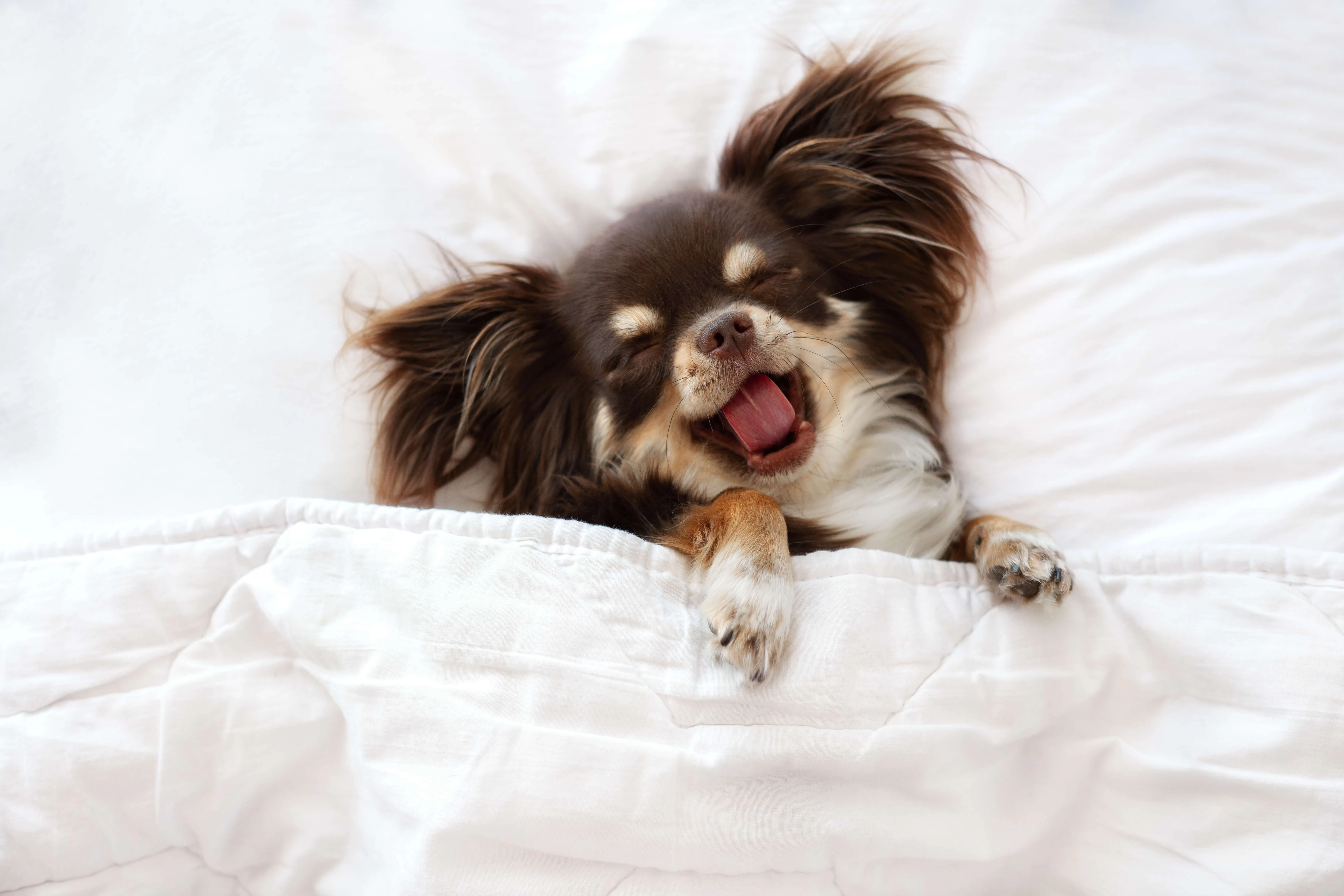 Kleiner Hund schläft gemütlich im Bett — die Paulibox als Schlafplatz zuhause