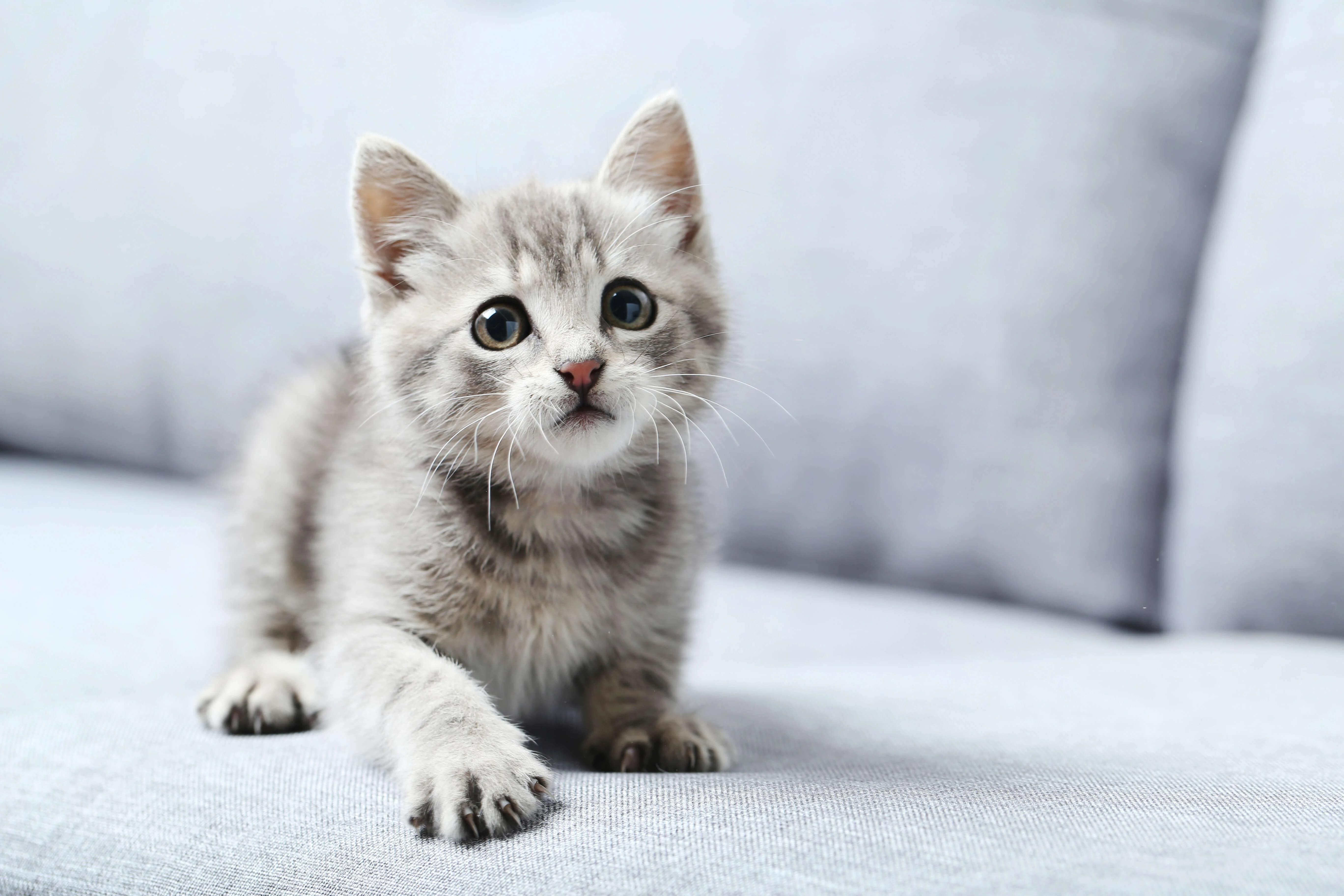 Junge Katze auf einem Sofa — auch für Katzen ist die Paulibox eine sichere Alternative