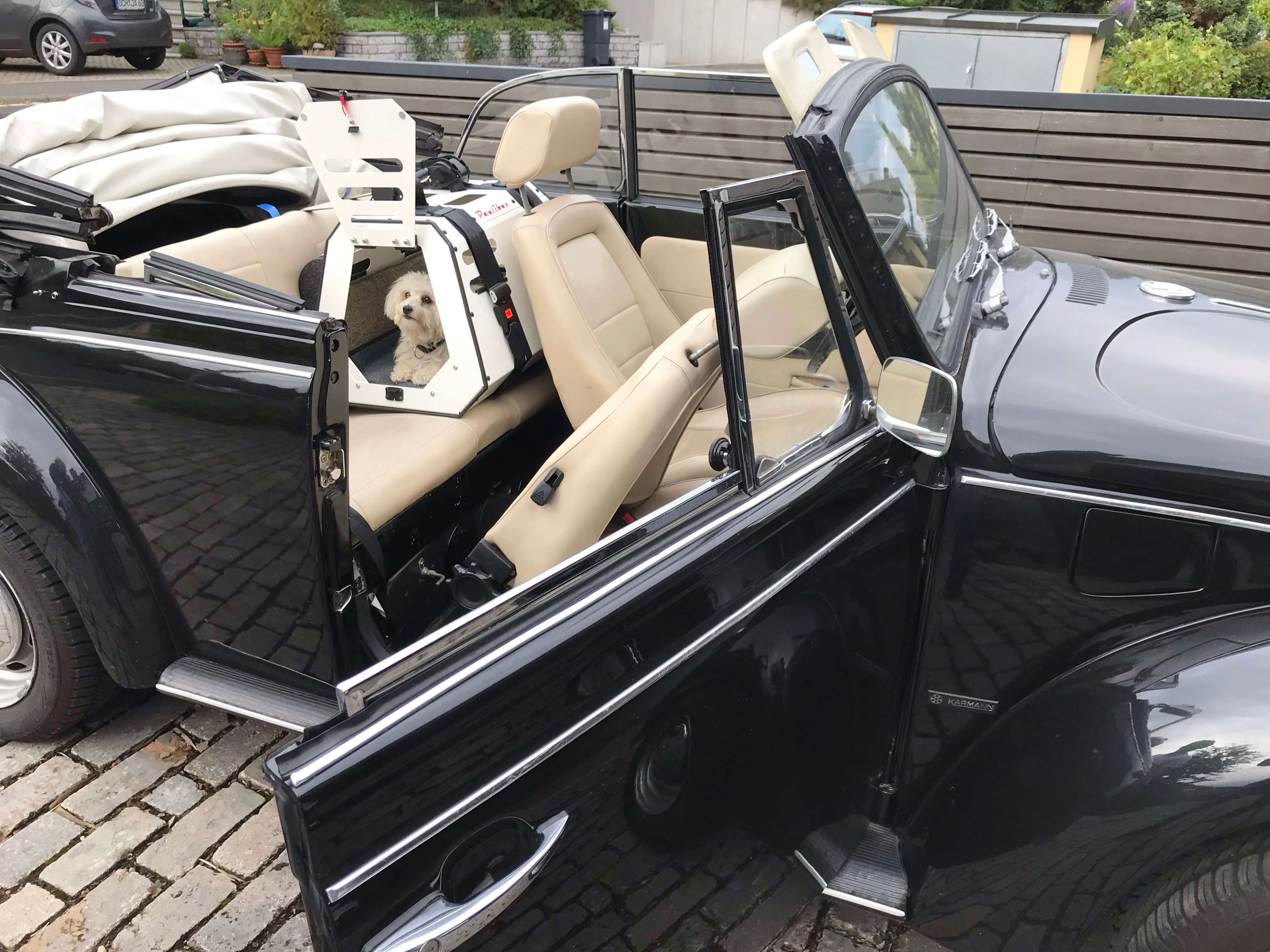 Paulibox mit Malteser in einem Karmann-Cabrio